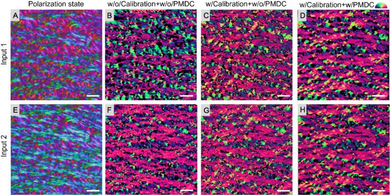 https://cdn.ncbi.nlm.nih.gov/pmc/blobs/0a36/11161387/42b6ffa22c76/boe-15-5-3329-g005.jpg