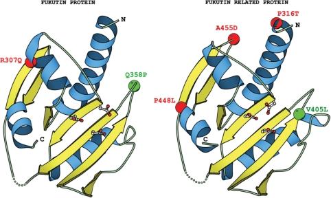 https://cdn.ncbi.nlm.nih.gov/pmc/blobs/0a3b/2794190/b93475800c1e/gkp854f5.jpg