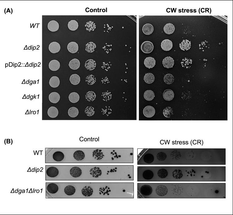 https://cdn.ncbi.nlm.nih.gov/pmc/blobs/0a3f/12055004/0b7274859391/elife-104011-fig3-figsupp1.jpg