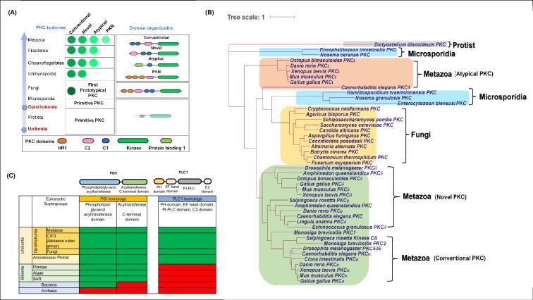 https://cdn.ncbi.nlm.nih.gov/pmc/blobs/0a3f/12055004/150ed46b66fe/elife-104011-fig5-figsupp1.jpg