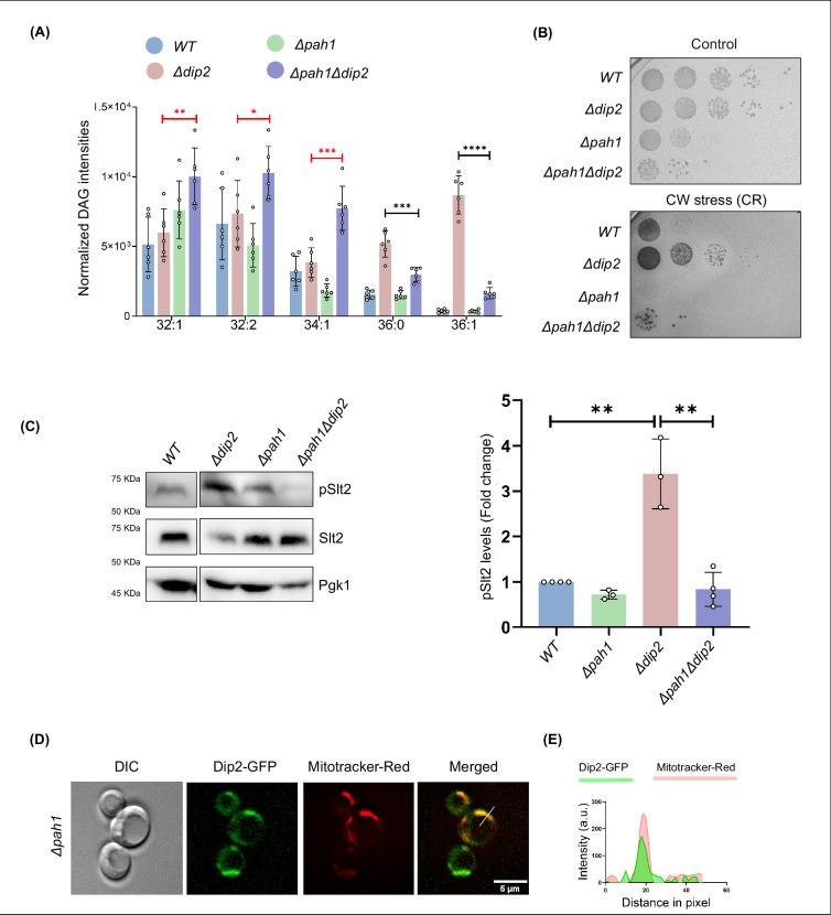https://cdn.ncbi.nlm.nih.gov/pmc/blobs/0a3f/12055004/19896a744256/elife-104011-fig4-figsupp2.jpg
