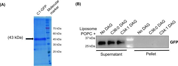 https://cdn.ncbi.nlm.nih.gov/pmc/blobs/0a3f/12055004/4f0655004fa3/elife-104011-fig2-figsupp2.jpg