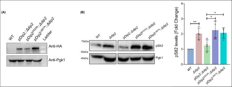 https://cdn.ncbi.nlm.nih.gov/pmc/blobs/0a3f/12055004/5fcca7a63497/elife-104011-fig1-figsupp2.jpg