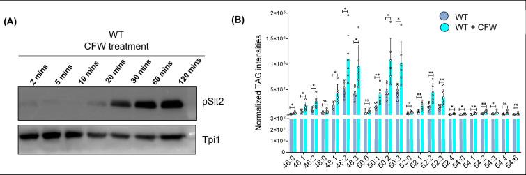 https://cdn.ncbi.nlm.nih.gov/pmc/blobs/0a3f/12055004/7b32e38ba713/elife-104011-fig2-figsupp1.jpg