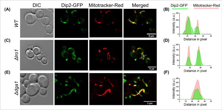 https://cdn.ncbi.nlm.nih.gov/pmc/blobs/0a3f/12055004/8bf1725fe691/elife-104011-fig3-figsupp2.jpg