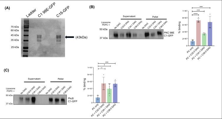 https://cdn.ncbi.nlm.nih.gov/pmc/blobs/0a3f/12055004/a081b7668cbe/elife-104011-fig2-figsupp3.jpg