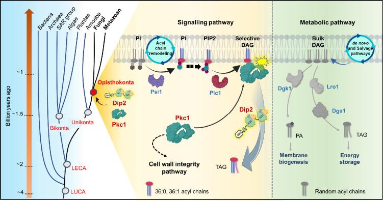 https://cdn.ncbi.nlm.nih.gov/pmc/blobs/0a3f/12055004/c4ed8a90dede/elife-104011-fig6.jpg