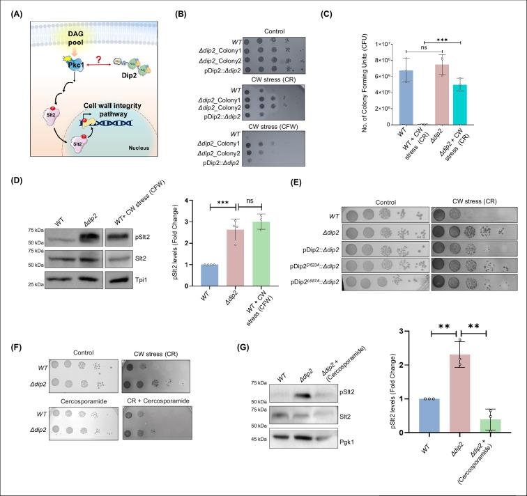 https://cdn.ncbi.nlm.nih.gov/pmc/blobs/0a3f/12055004/e912c55acccb/elife-104011-fig1.jpg