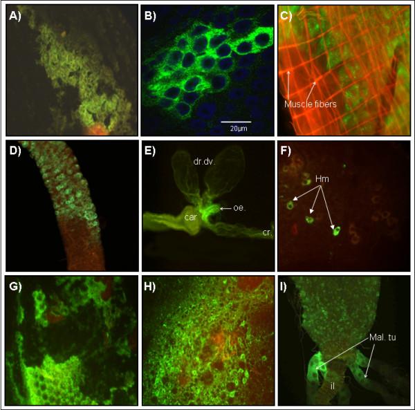 https://cdn.ncbi.nlm.nih.gov/pmc/blobs/0a3f/1797809/52ffbdd0ba1b/1471-2180-7-9-6.jpg
