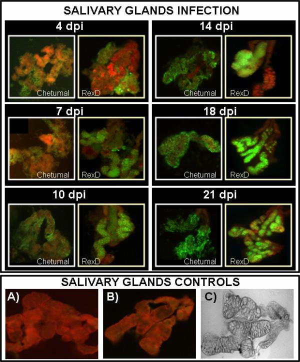 https://cdn.ncbi.nlm.nih.gov/pmc/blobs/0a3f/1797809/e02249689dc8/1471-2180-7-9-5.jpg