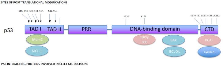 https://cdn.ncbi.nlm.nih.gov/pmc/blobs/0a40/9179324/5334e451b5da/cancers-14-02745-g002.jpg