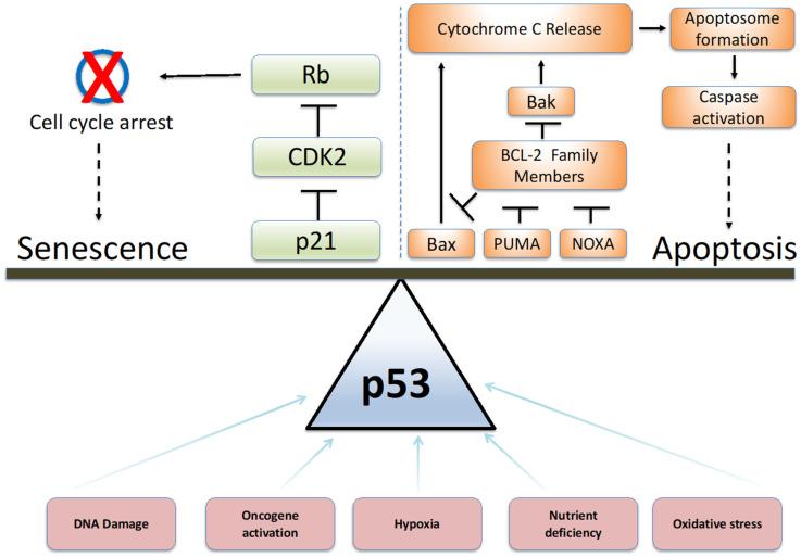 https://cdn.ncbi.nlm.nih.gov/pmc/blobs/0a40/9179324/ac51ca0dcb6e/cancers-14-02745-g001.jpg
