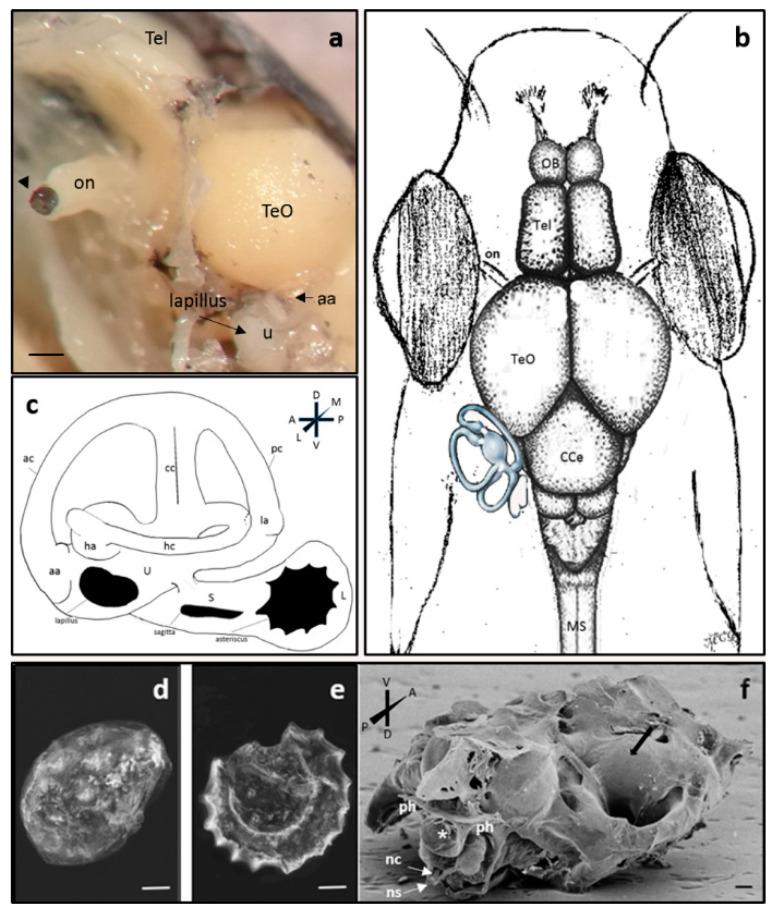 https://cdn.ncbi.nlm.nih.gov/pmc/blobs/0a41/7460859/3ea8edde2934/ijms-21-05787-g001.jpg