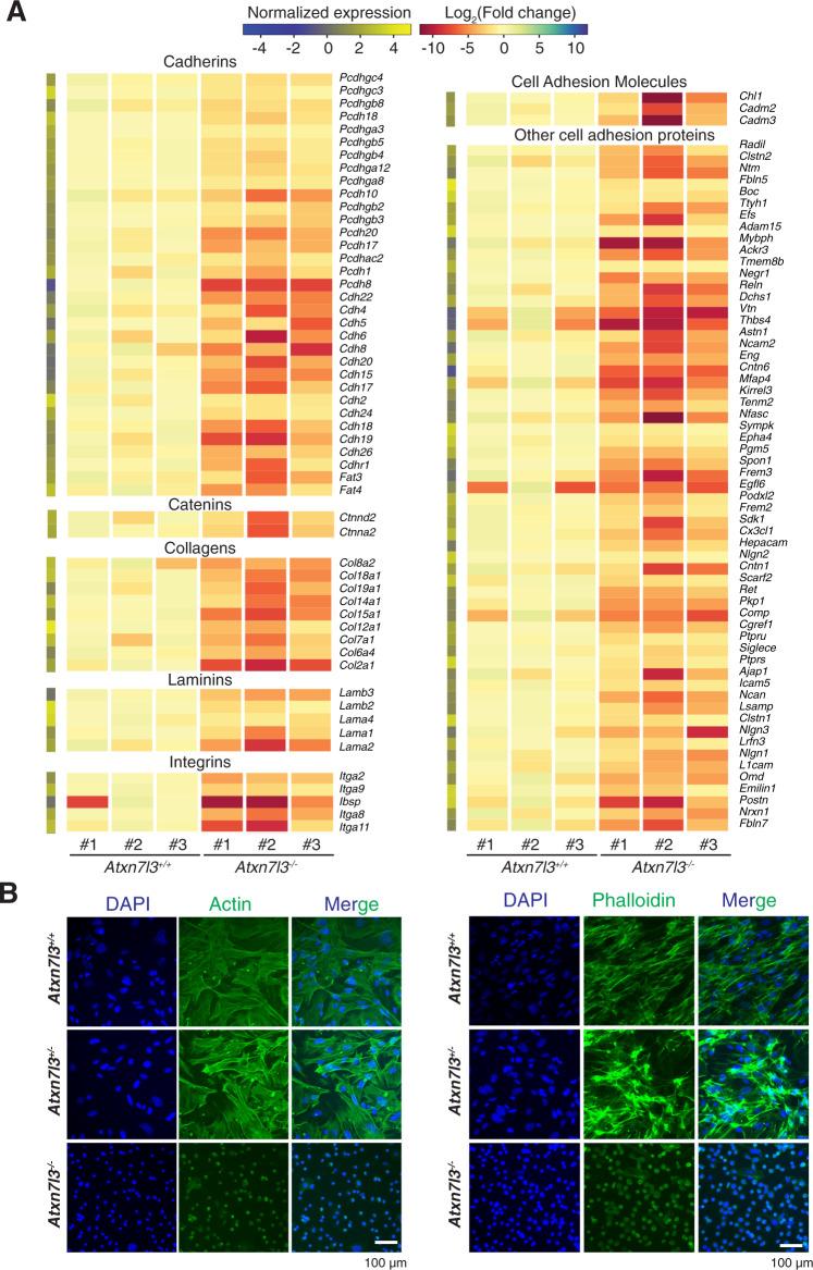 https://cdn.ncbi.nlm.nih.gov/pmc/blobs/0a41/8329007/1e5972d9b88f/41418_2021_759_Fig4_HTML.jpg