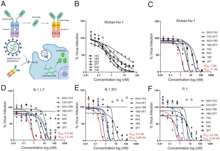 https://cdn.ncbi.nlm.nih.gov/pmc/blobs/0a47/9170159/41918b762881/pnas.2201433119fig02.jpg