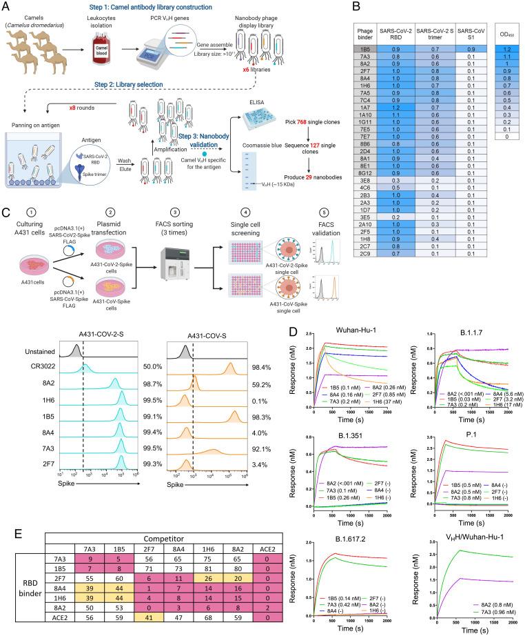 https://cdn.ncbi.nlm.nih.gov/pmc/blobs/0a47/9170159/fad97ce398a1/pnas.2201433119fig01.jpg