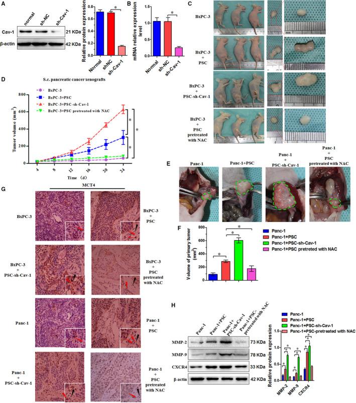 https://cdn.ncbi.nlm.nih.gov/pmc/blobs/0a48/7417714/475990e092cc/JCMM-24-9397-g005.jpg