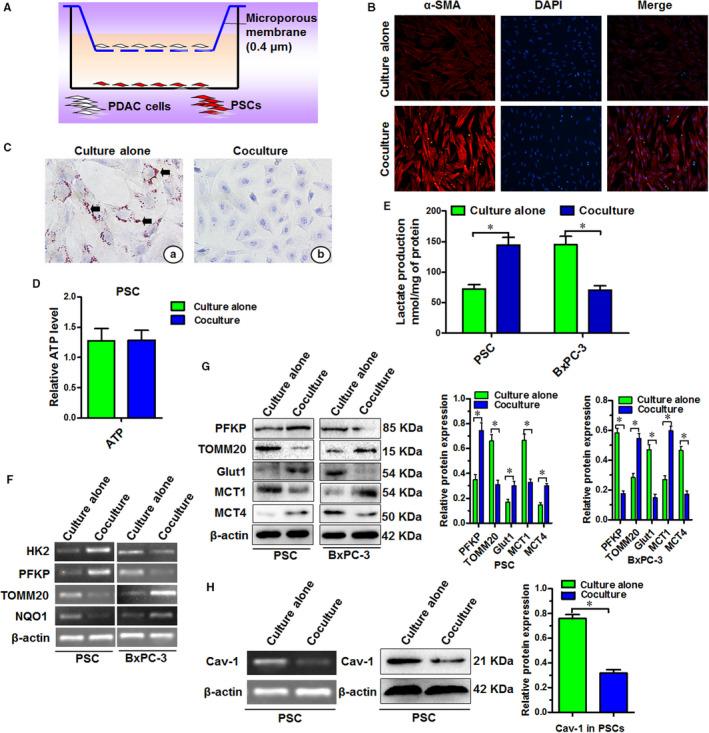 https://cdn.ncbi.nlm.nih.gov/pmc/blobs/0a48/7417714/cc32d32e805f/JCMM-24-9397-g002.jpg