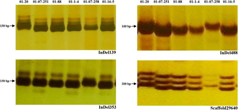 https://cdn.ncbi.nlm.nih.gov/pmc/blobs/0a49/5292705/40ab84be9ed8/srep41696-f3.jpg