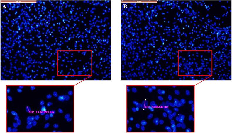 https://cdn.ncbi.nlm.nih.gov/pmc/blobs/0a4c/8313828/869f95b02a20/fncel-15-651509-g005.jpg