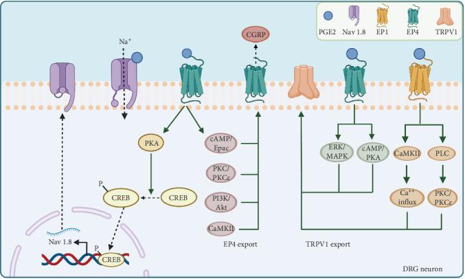 https://cdn.ncbi.nlm.nih.gov/pmc/blobs/0a4f/12317822/cc2c458196f4/MI2025-8882429.002.jpg