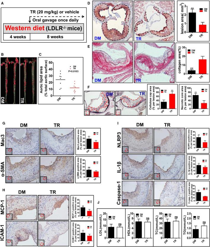 https://cdn.ncbi.nlm.nih.gov/pmc/blobs/0a50/7429049/8f3dbc167a6c/JAH3-9-e015513-g005.jpg