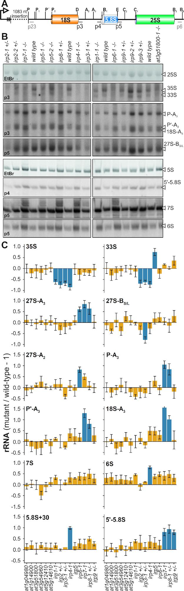 https://cdn.ncbi.nlm.nih.gov/pmc/blobs/0a57/6393314/4c368c532192/gky1261fig3.jpg