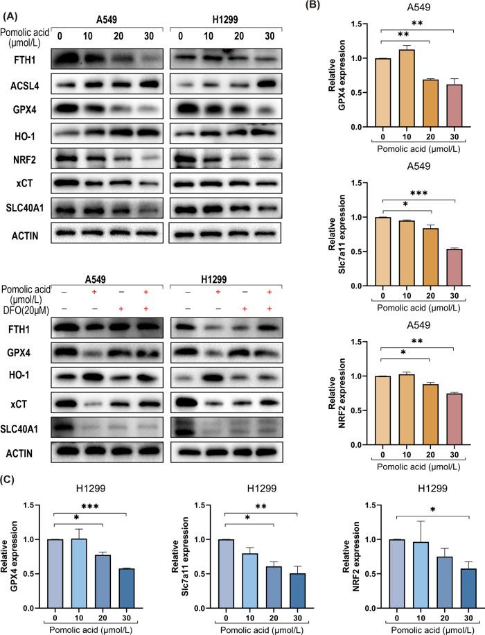 https://cdn.ncbi.nlm.nih.gov/pmc/blobs/0a59/12174985/a6bad6097892/fphar-16-1567942-g005.jpg