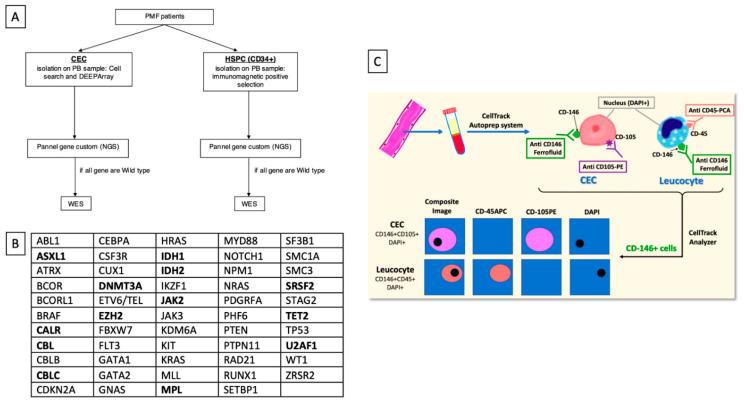 https://cdn.ncbi.nlm.nih.gov/pmc/blobs/0a59/8534986/910704db516d/cells-10-02764-g001.jpg