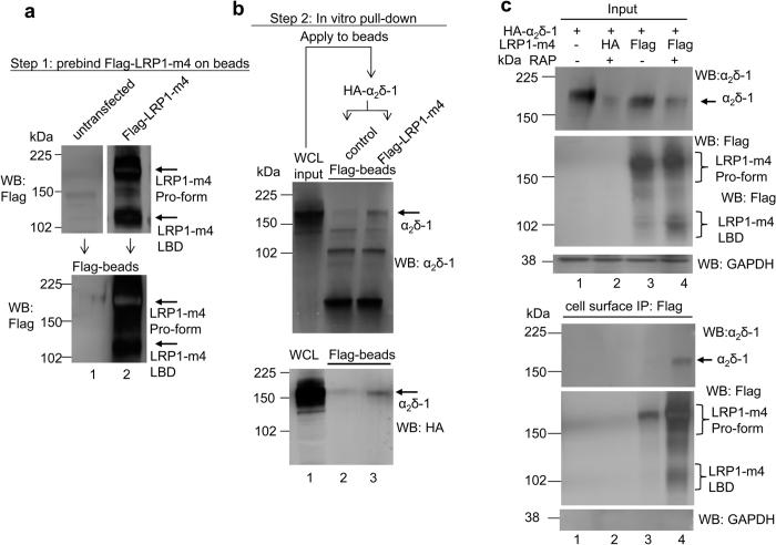 https://cdn.ncbi.nlm.nih.gov/pmc/blobs/0a5c/5335561/84d2ccbb0c0b/srep43802-f2.jpg