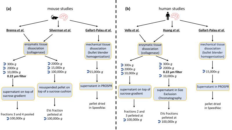 https://cdn.ncbi.nlm.nih.gov/pmc/blobs/0a5e/7866382/fdbf6ee34591/ijms-22-01365-g001.jpg
