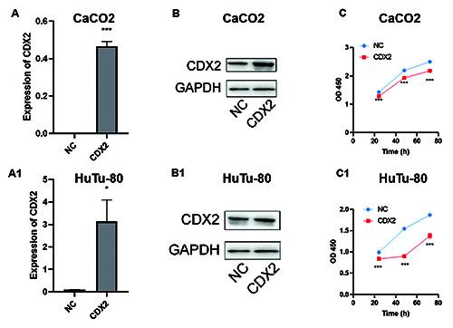 https://cdn.ncbi.nlm.nih.gov/pmc/blobs/0a68/12067183/0419ab3e15b8/ejh-69-2-4203-g003.jpg