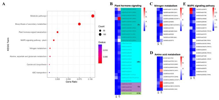 https://cdn.ncbi.nlm.nih.gov/pmc/blobs/0a69/10857558/ed6c12b5562b/plants-13-00405-g004.jpg