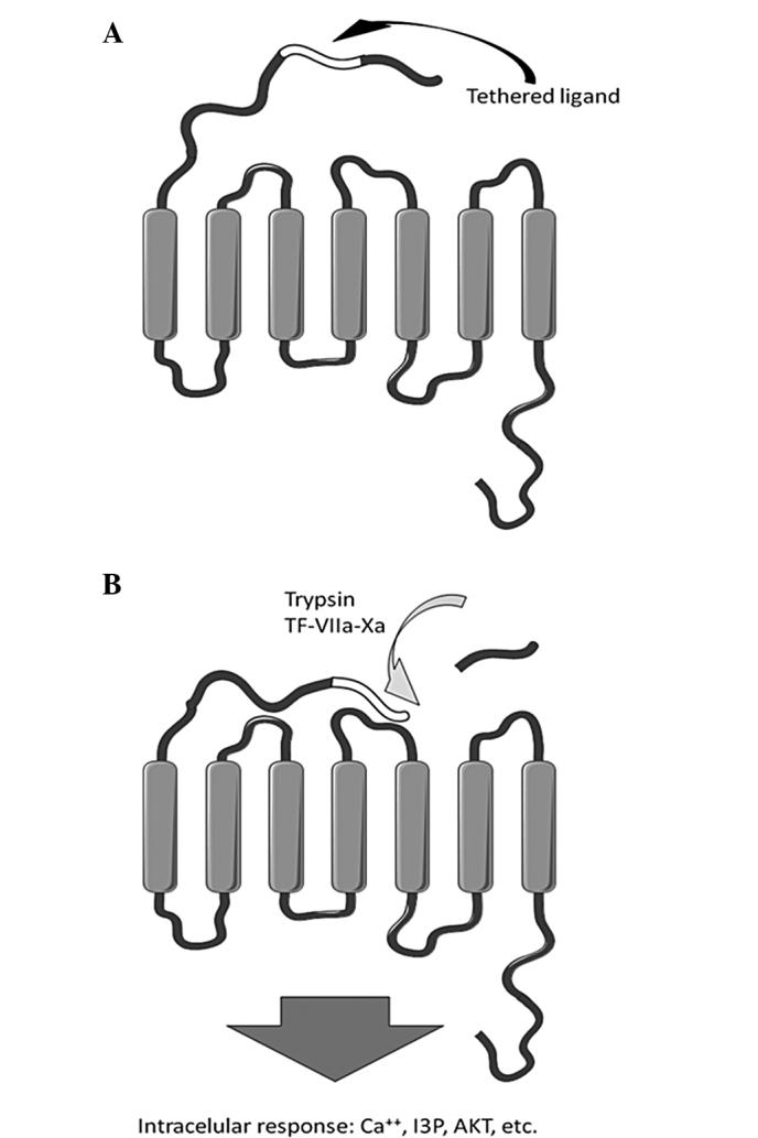 https://cdn.ncbi.nlm.nih.gov/pmc/blobs/0a70/4079423/978631da7939/ETM-08-02-0533-g01.jpg
