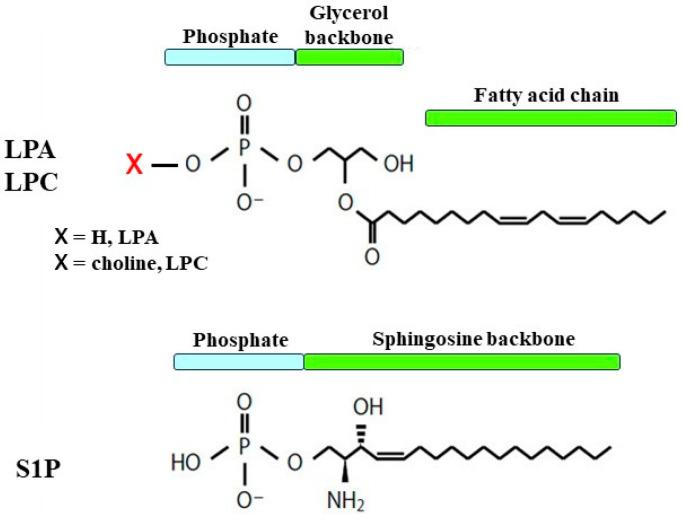 https://cdn.ncbi.nlm.nih.gov/pmc/blobs/0a73/10813361/13c041a8af81/biomedicines-12-00124-g001.jpg