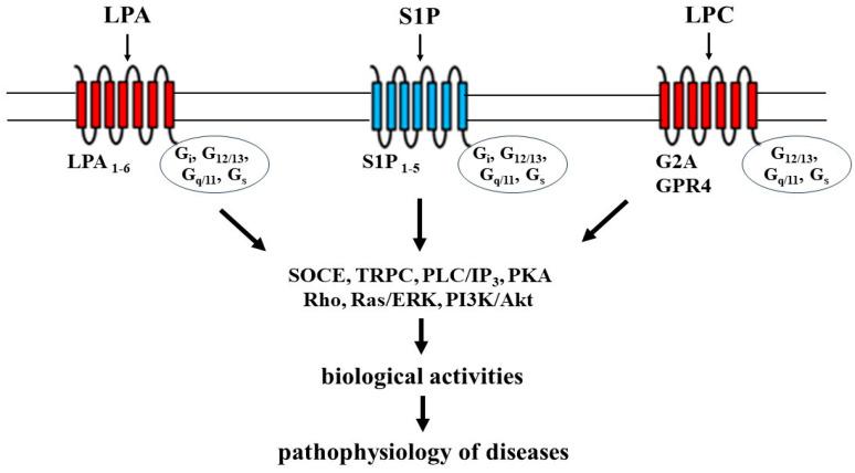 https://cdn.ncbi.nlm.nih.gov/pmc/blobs/0a73/10813361/4ae2004ee9e3/biomedicines-12-00124-g002.jpg