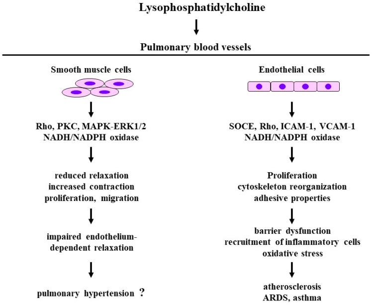 https://cdn.ncbi.nlm.nih.gov/pmc/blobs/0a73/10813361/61fbd1538e03/biomedicines-12-00124-g004.jpg