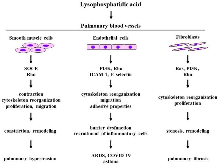 https://cdn.ncbi.nlm.nih.gov/pmc/blobs/0a73/10813361/f1badbc4fec3/biomedicines-12-00124-g003.jpg