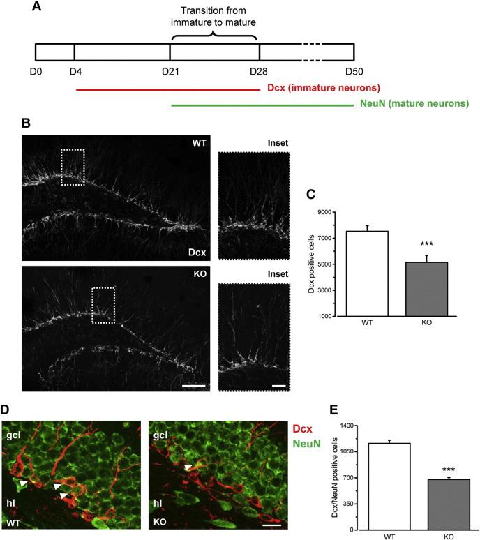 https://cdn.ncbi.nlm.nih.gov/pmc/blobs/0a74/5346071/7fd01c6abe40/gr2.jpg