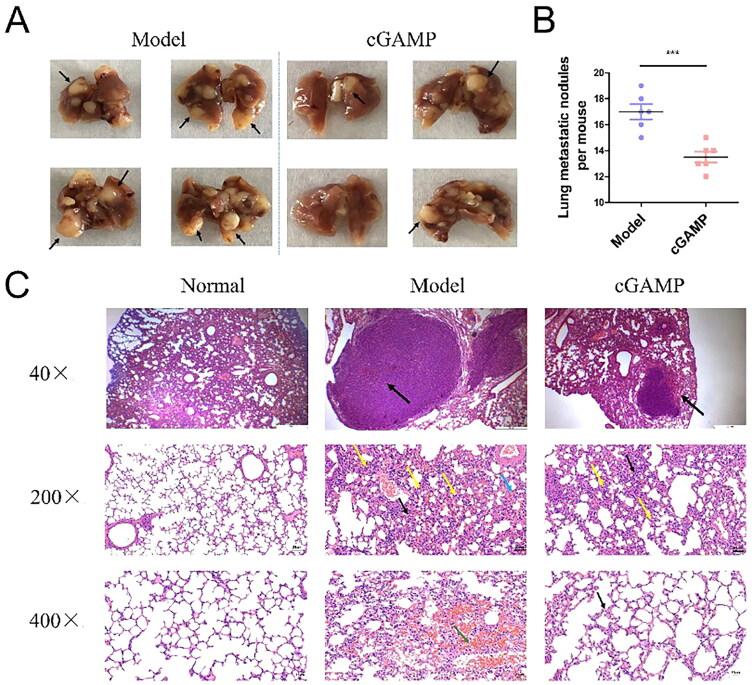 https://cdn.ncbi.nlm.nih.gov/pmc/blobs/0a77/10173802/0d073faff9ac/IANN_A_2210845_F0005_C.jpg