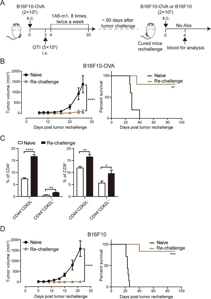 https://cdn.ncbi.nlm.nih.gov/pmc/blobs/0a7d/11331879/e2e1af0d3d12/jitc-12-8-g003.jpg
