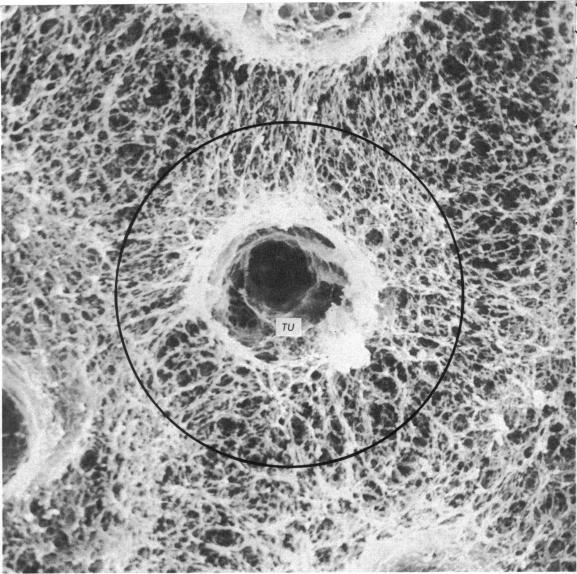 https://cdn.ncbi.nlm.nih.gov/pmc/blobs/0a7e/1234543/28f2ab4716a3/janat00366-0170-a.jpg
