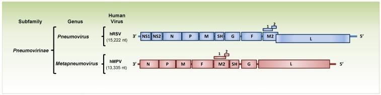 https://cdn.ncbi.nlm.nih.gov/pmc/blobs/0a80/3717721/3b41dde69432/viruses-05-01553-g001.jpg