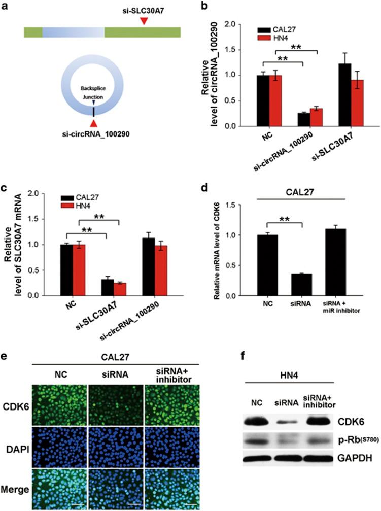 https://cdn.ncbi.nlm.nih.gov/pmc/blobs/0a80/5558096/8057231ebe69/onc201789f4.jpg