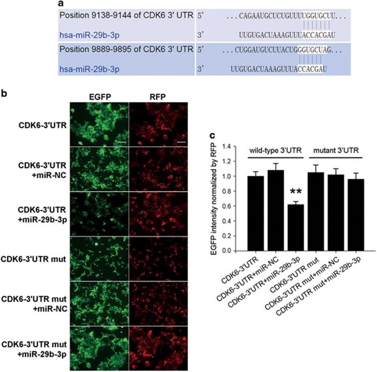 https://cdn.ncbi.nlm.nih.gov/pmc/blobs/0a80/5558096/dd331580d202/onc201789f7.jpg