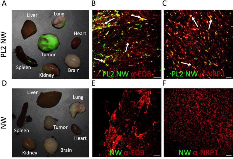 https://cdn.ncbi.nlm.nih.gov/pmc/blobs/0a82/12340053/eb7c36942f69/41598_2025_11299_Fig4_HTML.jpg