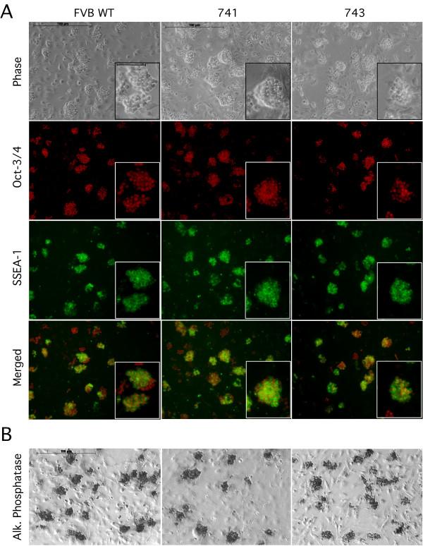 https://cdn.ncbi.nlm.nih.gov/pmc/blobs/0a86/2409313/71d877521f57/1471-213X-8-57-2.jpg
