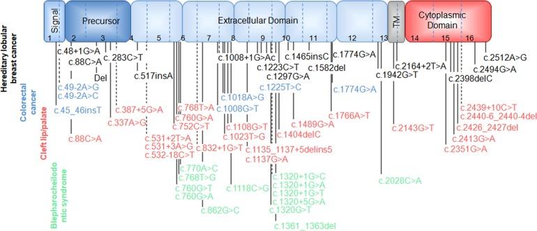 https://cdn.ncbi.nlm.nih.gov/pmc/blobs/0a86/6581119/331524ae8f07/jmedgenet-2018-105807f02.jpg