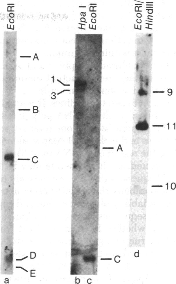 https://cdn.ncbi.nlm.nih.gov/pmc/blobs/0a87/383702/be2d4a0f458a/pnas00006-0351-a.jpg