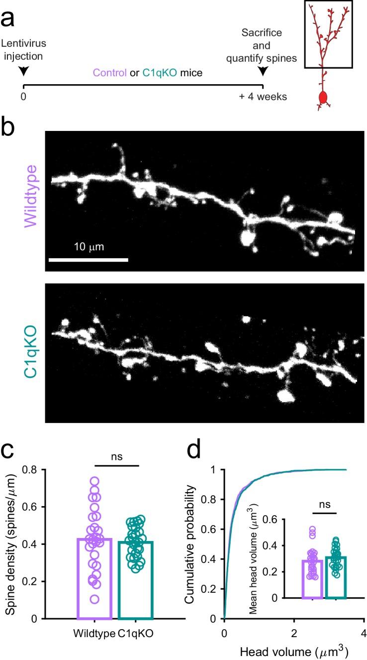 https://cdn.ncbi.nlm.nih.gov/pmc/blobs/0a8e/7062469/82332323ffc7/elife-50531-resp-fig1.jpg